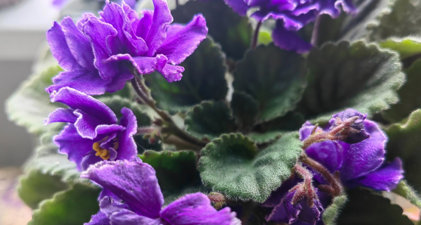 Зимой квартира как оранжерея: игнорируем правила фиалок