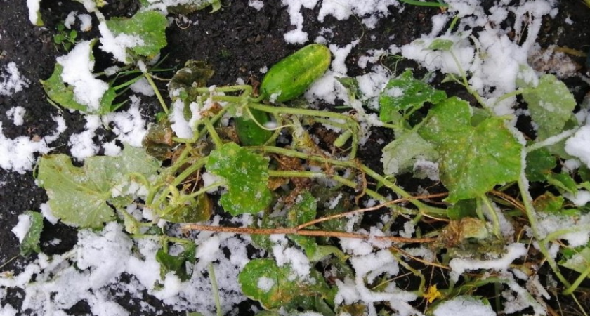 Иностранцы в шоке: на Урале 300 лет назад растили огурцы в сугробах