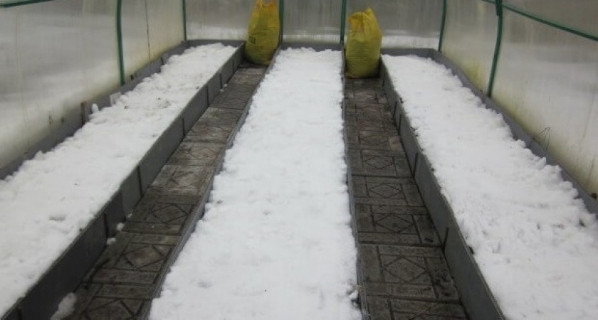 Собираем снег в теплицу зимой: грунт просыпается раньше