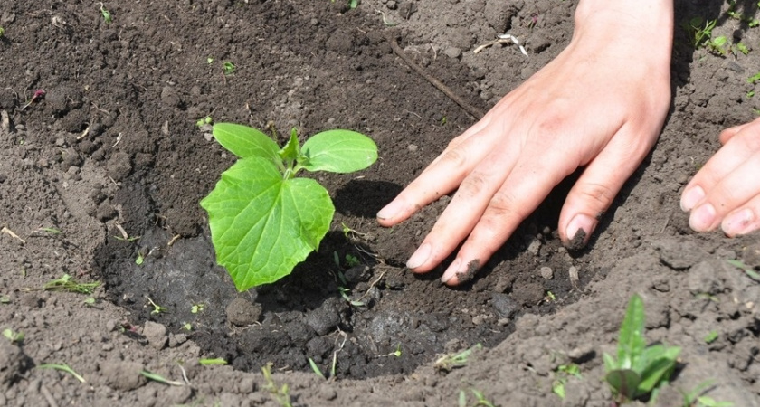 Отказался от рассады огурцов: сею семенами после 4 лет