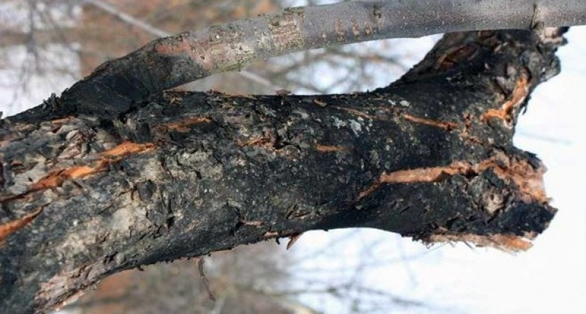 Правильная обрезка яблонь решает 90% проблем: показываю 3 примера