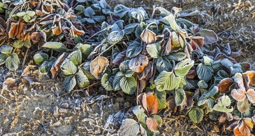 Проверяем клубнику на долгоносика в ноябре: мороз маскирует вредителя