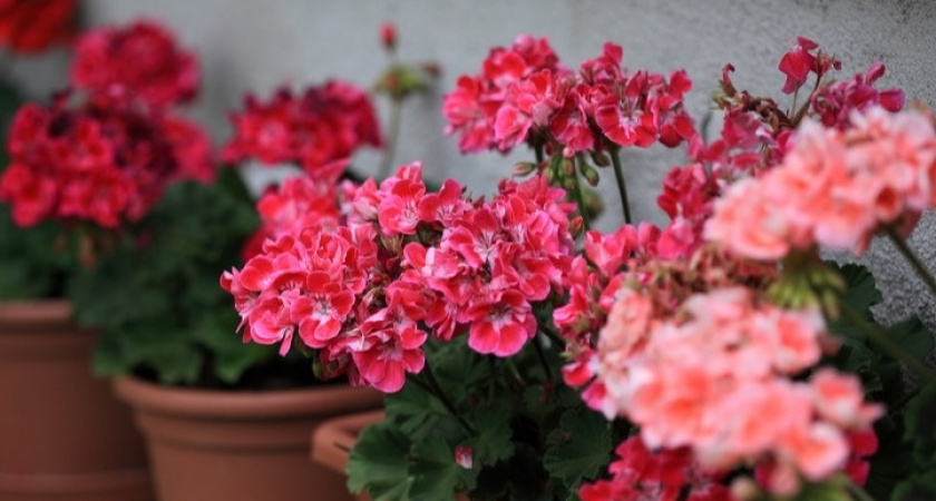 Подкармливаем комнатные цветы 5 средствами с кухни: зимой цветут как в мае