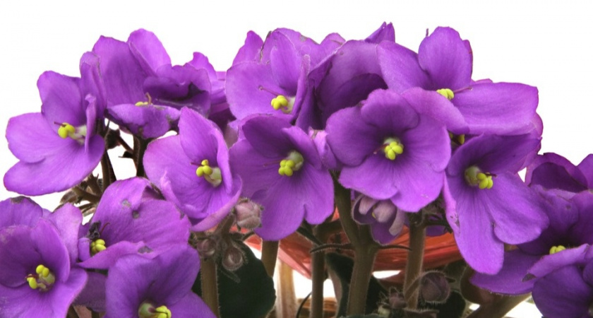 Поливаю фиалки 3 способами без гнили – цветут шапками за год