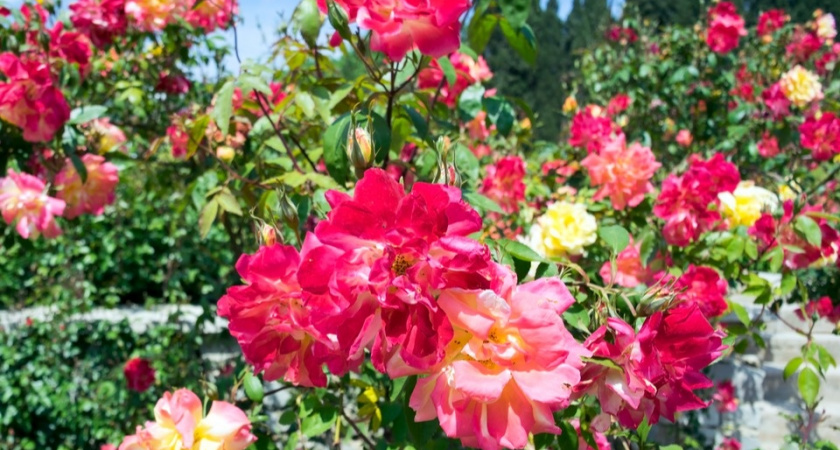 Различаем садовые розы без справочника по 4 признакам