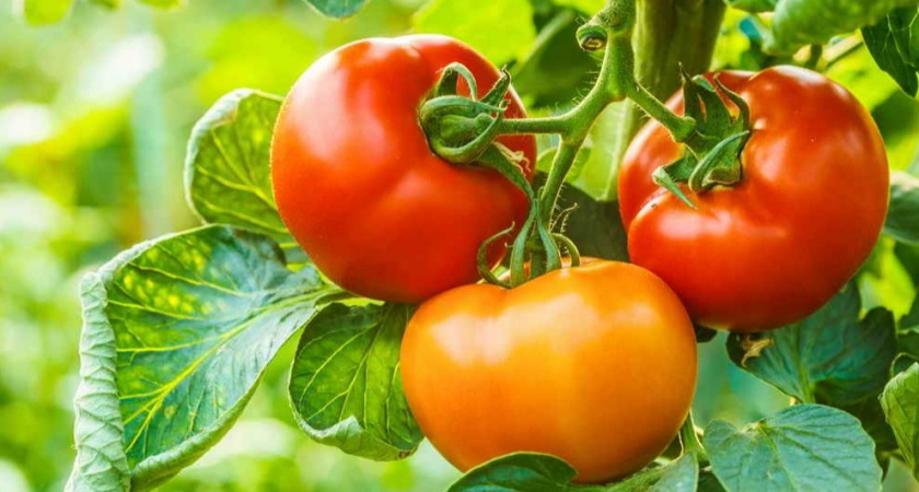 Выбираем лучшие сорта томатов по 3 параметрам из практики без ошибок
