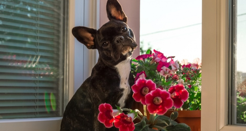 Забываем клубни глоксиний за 450 руб: семена за 30 дают 12 растений за 4 месяца