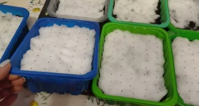 Высеваю эустому на снег в ноябре: 70% всхожести шокируют коллег