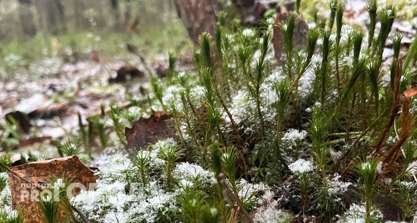 В Калужской области 28 ноября температура воздуха упадет до 0 градусов