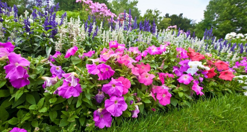 Нашел 9 сиреневых цветов для ленивых: поливаю раз в месяц, а цветут