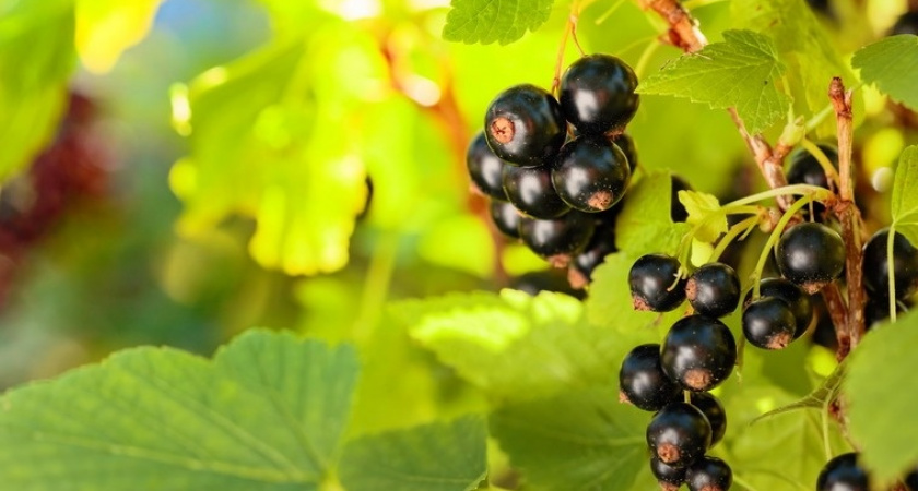 Оставляю 25-летние кусты смородины расти: урожай богаче молодых