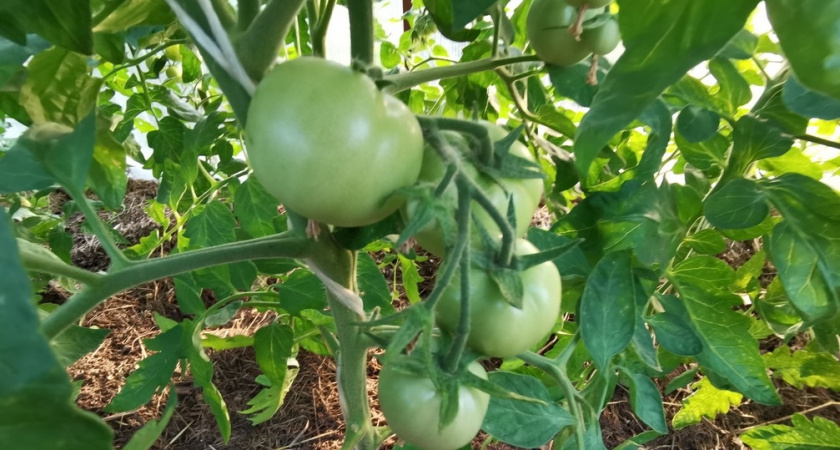 Покупаю ранние томаты вместо поздних: 6 сортов урожая за 90 дней