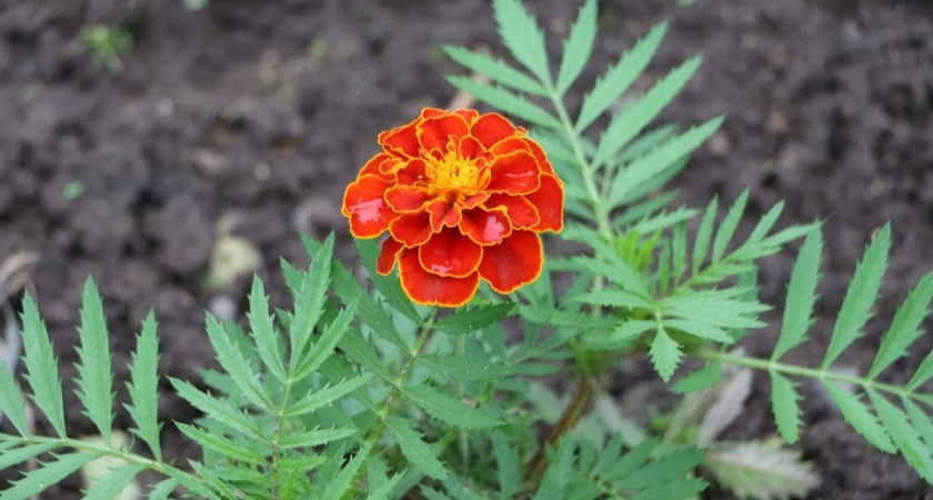Высеваю бархатцы по мерзлой земле в ноябре: к июню грядки полыхают