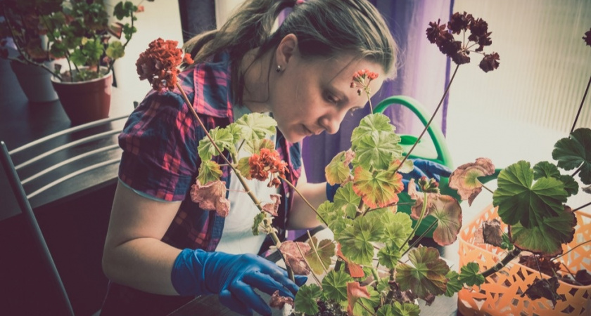 Зимой опрыскиваем герань йодом из пульверизатора