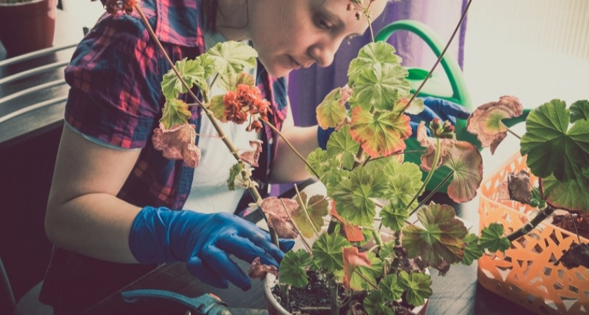 Ставим герань на южное окно зимой: останавливаем листопад за 10 дней