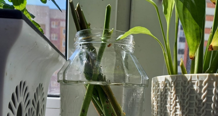 Укореняю розы в бутылке зимой: 28 саженцев за 12 недель без потерь