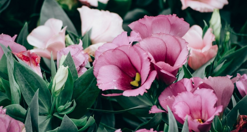 Высеваем эустому в ноябре – цветение ждет в июне