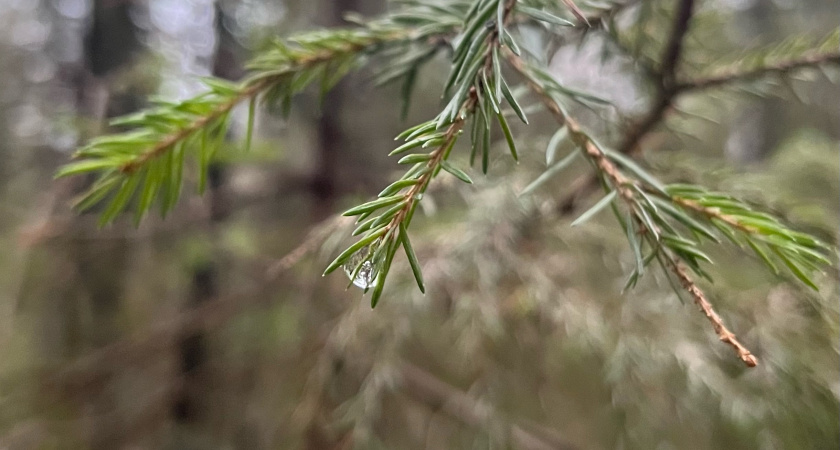 Калужан ждет "плюсовая" суббота с легким ночным морозцем