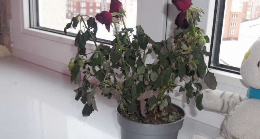 Магазинная роза сбрасывает листья зимой: останавливаем за 48 часов