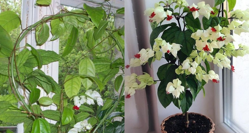 Превращаю клеродендрум из лианы в куст за 4 стрижки