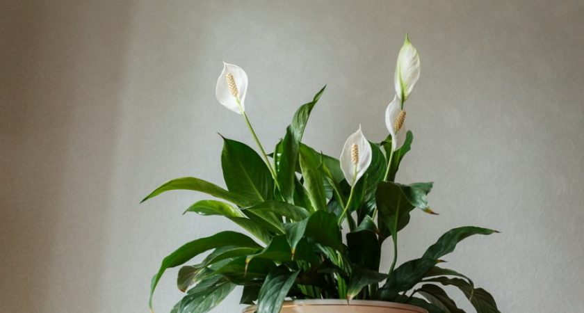 Пересадил женское счастье в тесный горшок: 8 цветков за зиму