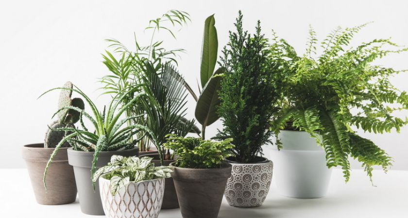 Зимой лью кипяток на корни цветов: контраст в 8 горшках