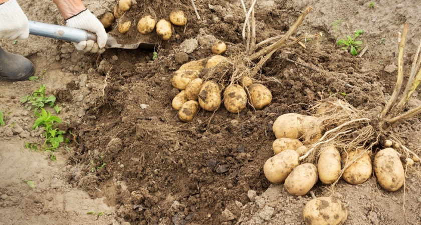 Собираем 60 ведер картошки с 5 кустов: разбираем принцип