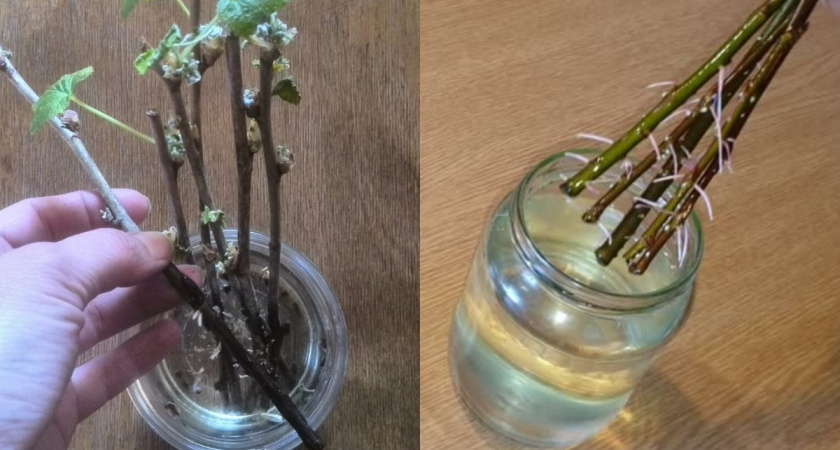 Проверяю ивовую воду на 12 растениях: результат шокирует