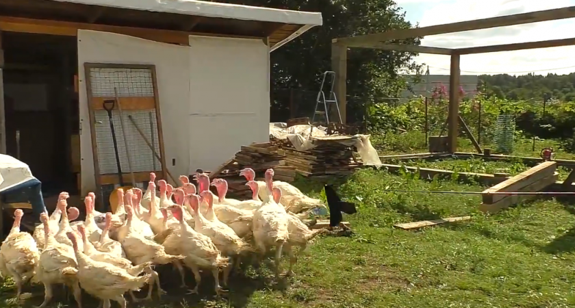 Уральские птицеводы пасут стадо спиннингом: используют страх и забывают о погоне