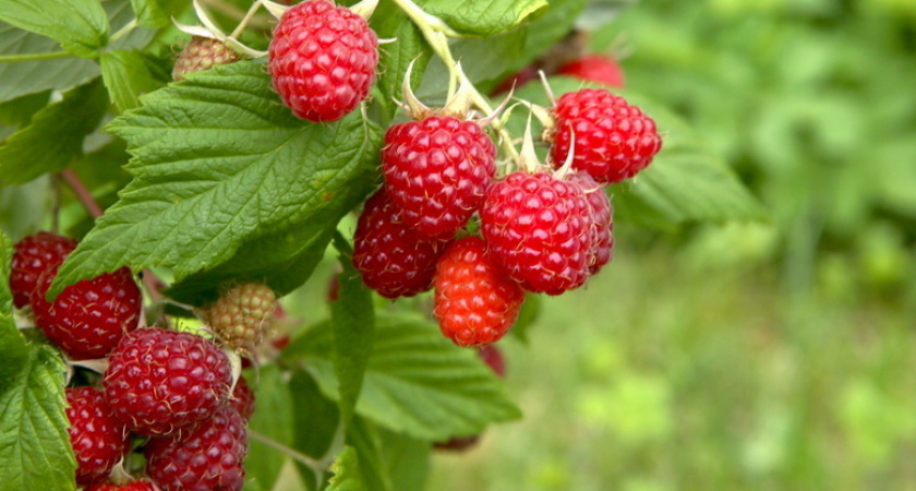 Обрезаю малину по Соболеву дважды в год: ветки ломятся от ягод