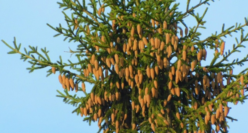 В Калужской области 3 декабря сохранится теплая погода: днем воздух прогреется до +2 градусов 