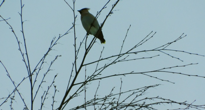 В Калужской области 4 декабря синоптики обещают сухую погоду и +3 градуса