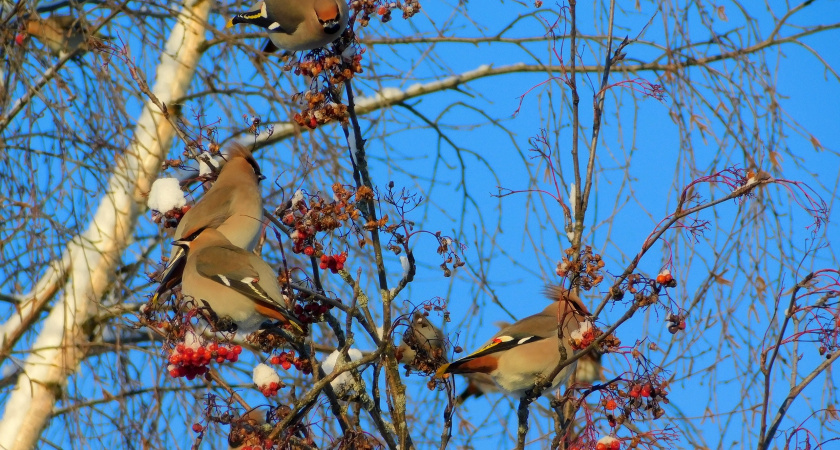 В Калужской области 12 декабря потеплеет до +5 градусов 