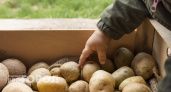В Калужской области засеяли 1200 гектаров картофеля 