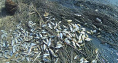 В Калужской области случился массовый мор рыбы в реке Локнава
