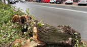 В Калуге ежегодно вырубают почти 1000 аварийных деревьев 