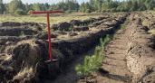 В Калужской области на площади 94,6 гектара высадили "Сады памяти"