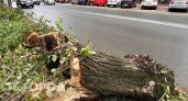 Жителям Калуги рассказали, куда можно обратиться по поводу аварийного дерева
